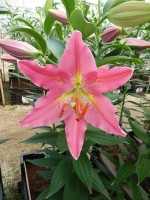 [4367 Uluru DJ No02.JPG]